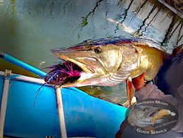 Musky on the Fly with Southern Musky Guide Service
