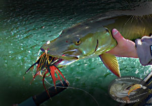 New River Musky on the Fly